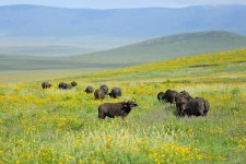 Bufaga Tours and safaris (Arusha) - All You Need to Know BEFORE You Go