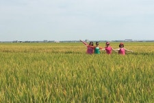 2023 RICEFIELD, fish village & nature sightseeing of Kuala Selangor 반딧불萤火虫