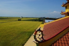 PRIVATE TOUR: RICEFIELD, fish village & firefly of Kuala Selangor 반딧불萤火虫