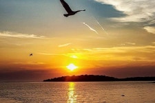 2024 Dolphin & Sunset Cruise with Dinner & Drinks from Pula