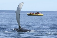 Small Group Whale Watching Cruise from Tadoussac or Baie Ste-Catherine