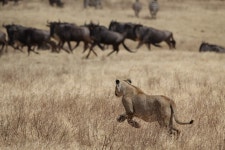 Safari Outfitters Company Limited - 아루샤 - Safari Outfitters Company Limited의 리뷰 - 트립어드바이저