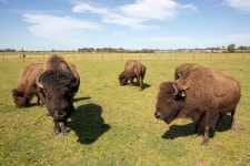 Hunter Valley Bison (2025) - All You Need to Know BEFORE You Go (with Reviews)