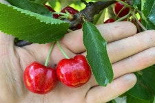 Blue Canoe Orchards - 크레스톤 - Blue Canoe Orchards의 리뷰 - 트립어드바이저