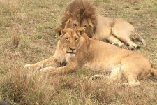Star Wilderness Safaris - 캄팔라 - Star Wilderness Safaris의 리뷰 - 트립어드바이저