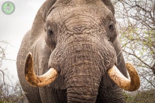 Taste Of The Bush African Journeys - White River - Taste Of The Bush African Journeys의 리뷰 - 트립어드바이저