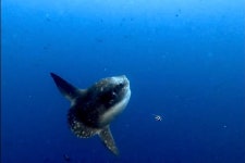 Sober Diving Centre Lembongan - 누사 렘봉안 - Sober Diving Centre Lembongan의 리뷰 - 트립어드바이저