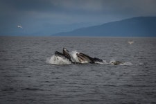 Custom Alaska Cruises, Inc - 주노 - Custom Alaska Cruises, Inc의 리뷰 - 트립어드바이저