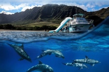 Dolphin Watch (Lunch Included) Turtle Snorkel, Fun Ocean Activities & Hula Dance