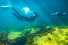 2024 Kangaroo Island Ocean Safari - Snorkeling Safari