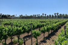 2024 Grapes & Vines & Vineyards: Azeitao’s Full-Day Wine Tasting tour 2024 Grapes & Vines & Vineyards: Azeitao’s Full-Day... 