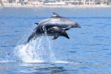 2023 Dolphin sighting boat tour from Benalmádena