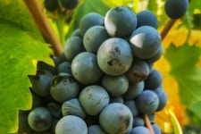 2024 Hvar Wine and Heritage tour provided by Pure Hvar - Tripadvisor