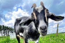 Boyle Family Farm- Petting Zoo - 디에프 - Boyle Family Farm- Petting Zoo의 리뷰 - 트립어드바이저