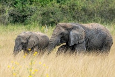SILVERBIRD TOURS AGENCY (Munyonyo, Uganda): Address, Phone Number, - Tripadvisor SILVERBIRD TOURS AGENCY (Munyonyo, Uganda)... 