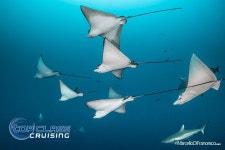 Top Class Cruising - 말레 - Top Class Cruising의 리뷰 - 트립어드바이저