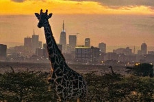 African Bush Explorers (2025) - All You Need to Know BEFORE You Go (with Reviews)