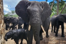 Dreamsavanna Travel (2025) - All You Need to Know BEFORE You Go (w/ Reviews & Photos)