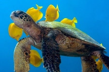 Jacks Diving Locker - 카일루아코나 - Jacks Diving Locker의 리뷰 - 트립어드바이저