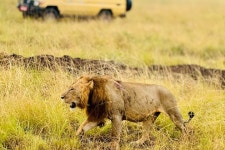 Wildlife Adventure Safaris - 캄팔라 - Wildlife Adventure Safaris의 리뷰 - 트립어드바이저