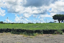 Jeju island - 제주도 - Jeju island의 리뷰 - 트립어드바이저