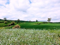 Qitai County 소재 목장: Qitai County 소재 목장 확인 - 트립어드바이저