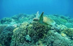 아포 섬 공원 / 자연명소 BEST 5 - Tripadvisor - 트립어드바이저