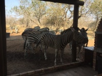 Great location and accommodation - Review of Imbube Safari Lodge, Marloth Park, South Africa - Tripadvisor