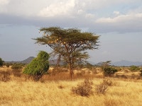 After 10 years back at a well-known place, Neptune - Review of Neptune Paradise Beach Resort & Spa, Galu Beach, Kenya - Tripadvisor