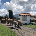 Beautiful - Review of Hotel Hacienda Los Mortinos, Machachi, Ecuador - Tripadvisor