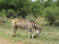 2024년 남아프리카 Umfolozi Game Reserve 여행정보 - Tripadvisor - Umfolozi Game Reserve 여행