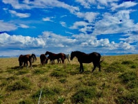 THE BEST Cody Equestrian Trails (with Photos) - Tripadvisor