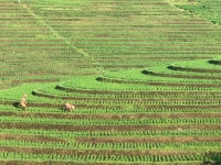 Heaven on earth - Review of Balitrees Retreats, Bantas, Indonesia - Tripadvisor