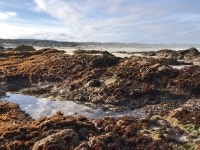 Visiting Asilomar in Pacific Grove, CA - Review of Asilomar Hotel & Conference Grounds, Pacific Grove, CA - Tripadvisor
