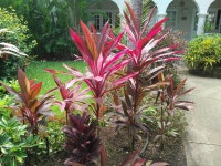 Coral Reef Barbados - Review of Coral Reef Club, Holetown, Barbados - Tripadvisor