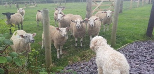 Friendly host and super cabin - Review of Larkworthy Farm, Ashwater, England - Tripadvisor