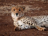 Incredible place - Review of Singita Lebombo, Kruger National Park, South Africa - Tripadvisor