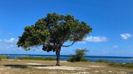 Perfect for a honeymoon - Review of Anantara Iko Mauritius Resort & Villas, Blue Bay, Mauritius - Tripadvisor Perfect for a... 