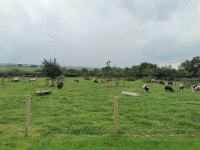 . - Review of Larkworthy Farm, Ashwater, England - Tripadvisor