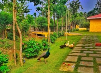 Couple stay - Review of Anaya Resort, Bilaspur, India - Tripadvisor