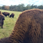 A Diamond in the Rough Ranch Experience ! - Review of Blisswood Bed And Breakfast Ranch, Cat Spring, TX - Tripadvisor