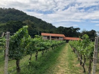 Vineyard and winery Superb - Cottage not as impressive - Review of GranMonte Wine Cottage, Pak Chong, Thailand - Tripadvisor... 