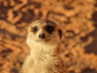 kalahari trails review - Review of Kalahari Trails, Kgalagadi Transfrontier Park, South Africa - Tripadvisor