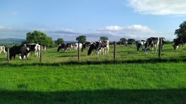 Glamping, cow and sheep watching, walking with alpacas - Review of Little Oakhurst, Clitheroe, England - Tripadvisor