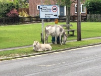 Lovely welcoming cottage in the New Forest - Review of Cottage Lodge Hotel, Brockenhurst, England - Tripadvisor