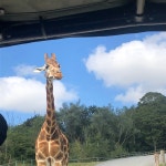 Amazing Glamping site - Review of Bear Lodge, Lympne, England - Tripadvisor