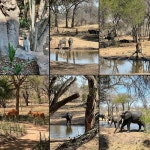 Trip of a lifetime ! - Review of Serondella Safari Lodge, Thornybush Private Game Reserve, South Africa - Tripadvisor