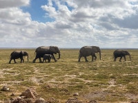 Just Amazing!!! - Review of Elewana Tortilis Camp Amboseli, Amboseli Eco-system, Kenya - Tripadvisor
