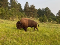 Gotta Love South Dakota - Review of Residence Inn Sioux Falls, Sioux Falls, SD - Tripadvisor