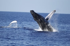 2025 Waikiki Whale Watching Cruise Including Coffee and Donuts (Oahu)